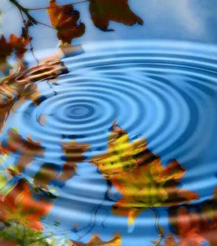 Liquidambar styraciflua - Liquidamber, American Sweetgum - Image 4