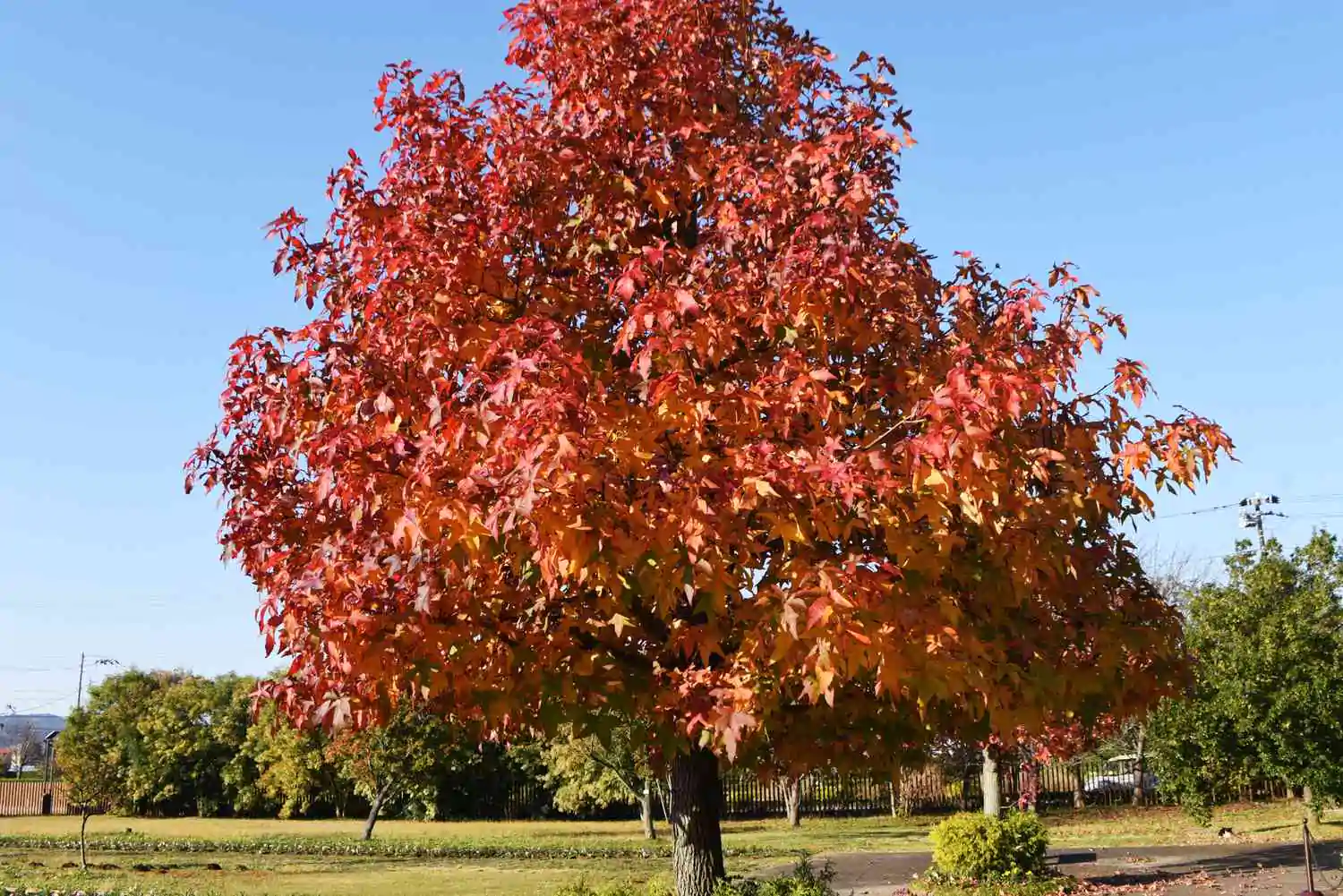 Liquidambar styraciflua - Liquidamber, American Sweetgum - Image 7