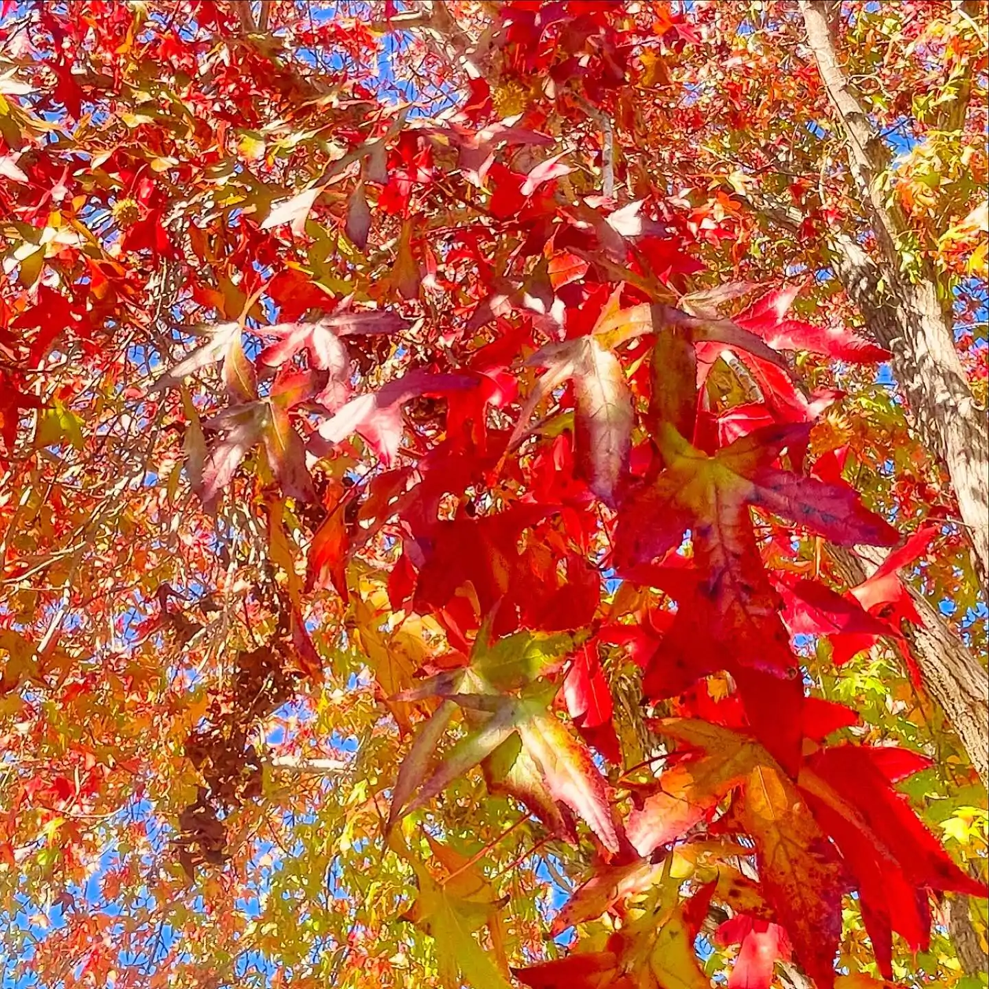 Liquidambar styraciflua - Liquidamber, American Sweetgum - Image 8