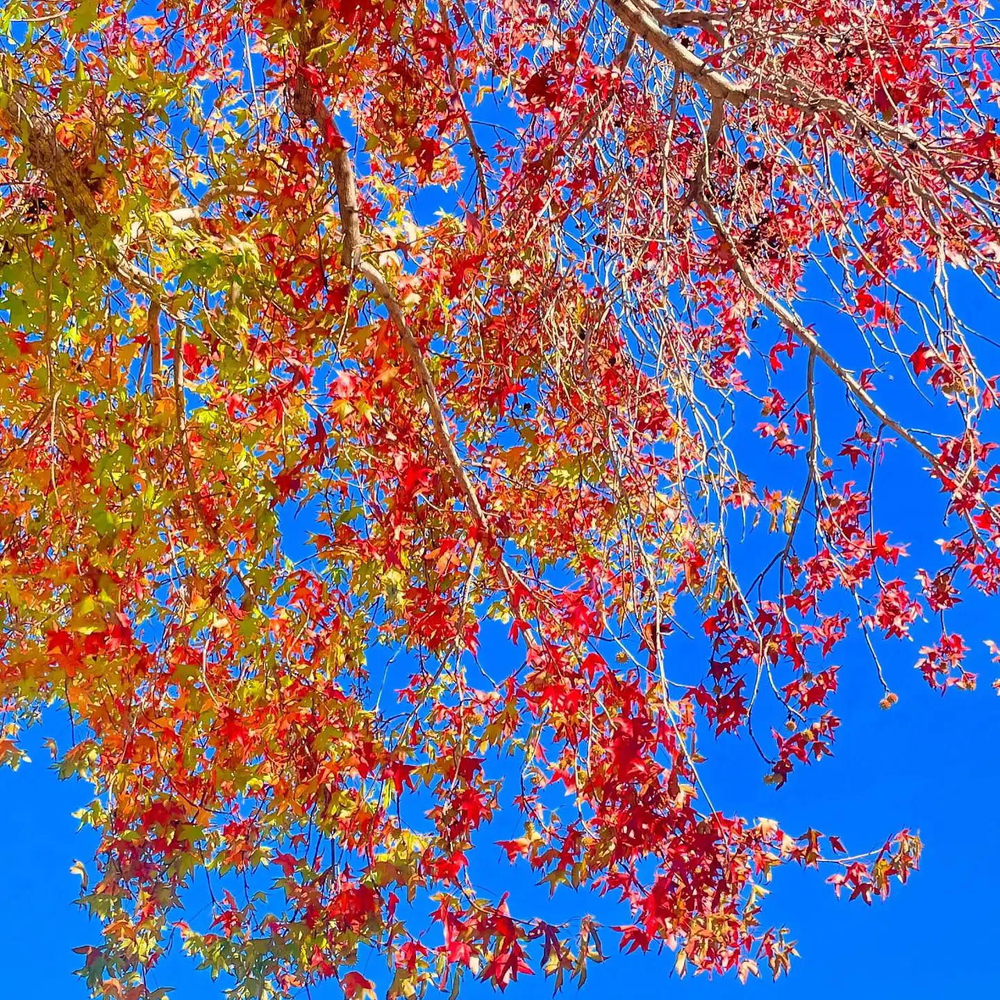 Liquidambar styraciflua - Liquidamber, American Sweetgum - Image 9