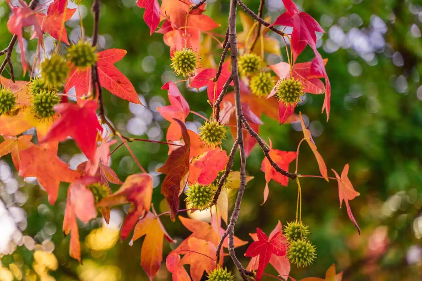 Liquidambar styraciflua - Liquidamber, American Sweetgum - Image 10