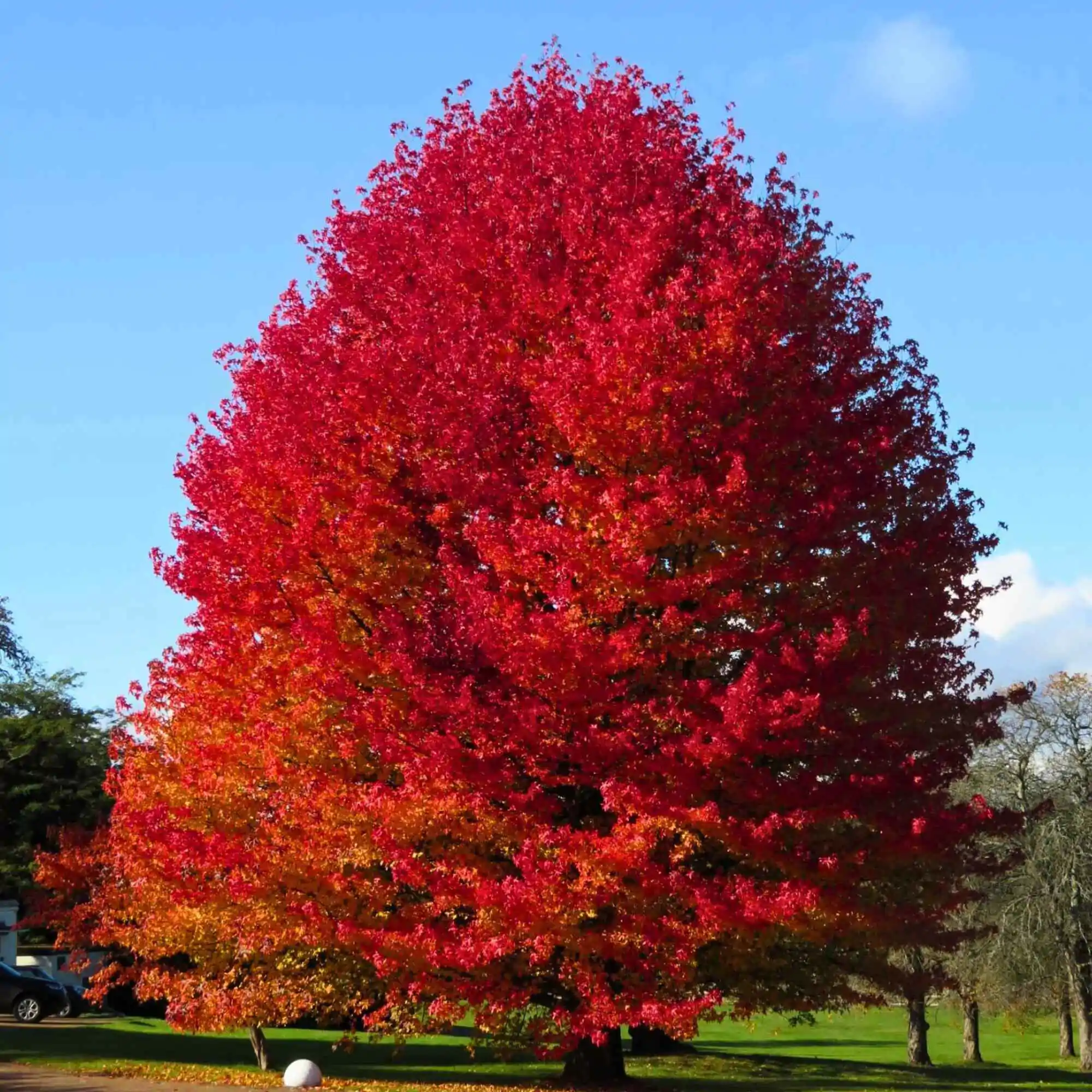 Liquidambar styraciflua - Liquidamber, American Sweetgum - Image 11