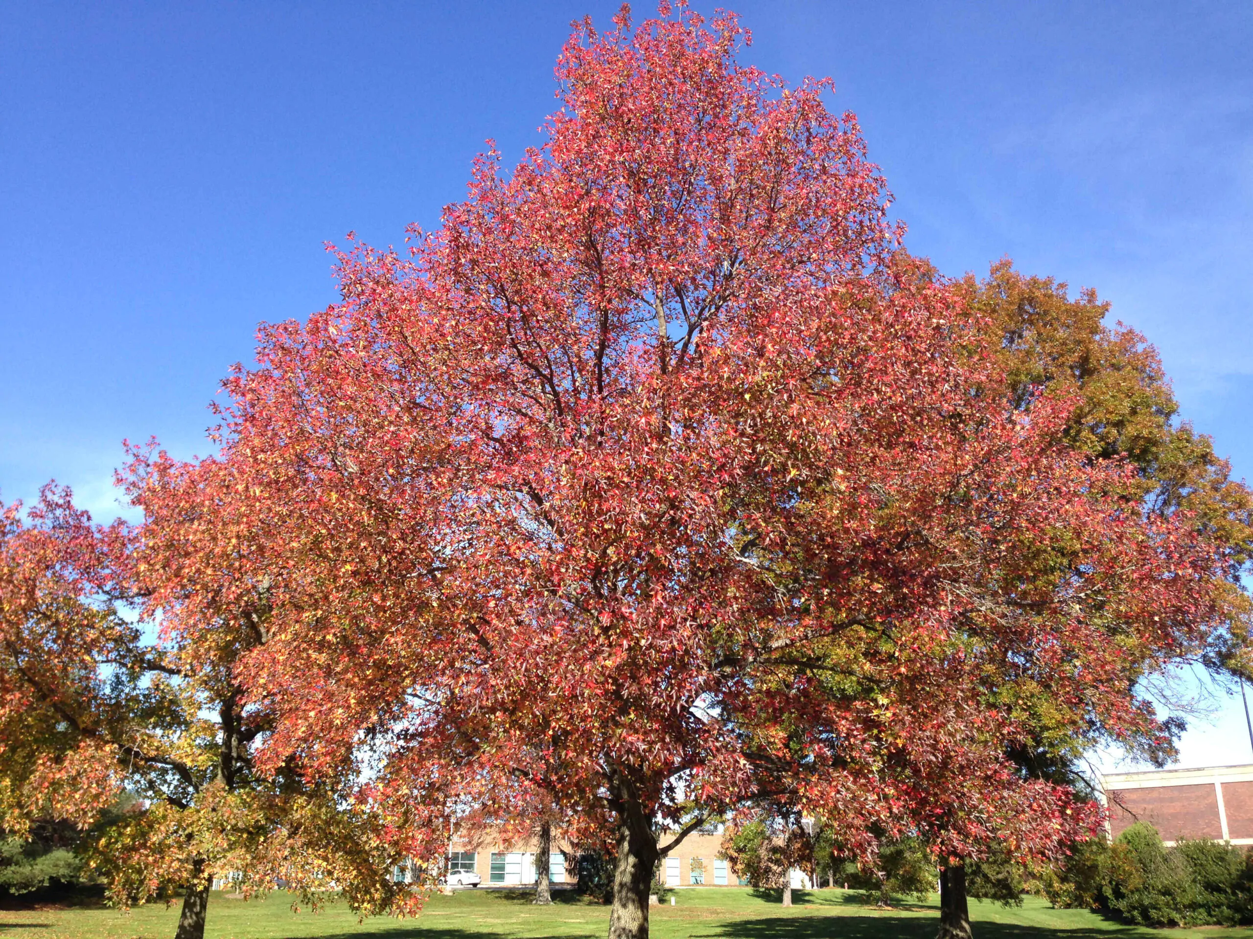 Liquidambar styraciflua - Liquidamber, American Sweetgum - Image 12