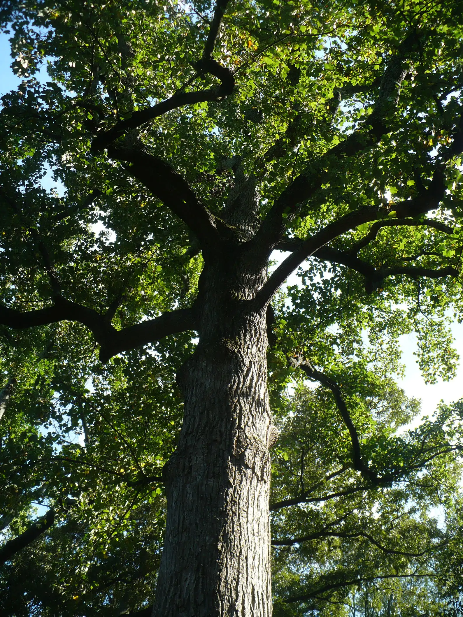 Liriodendron tulipifera - American Tulip Tree - Image 2