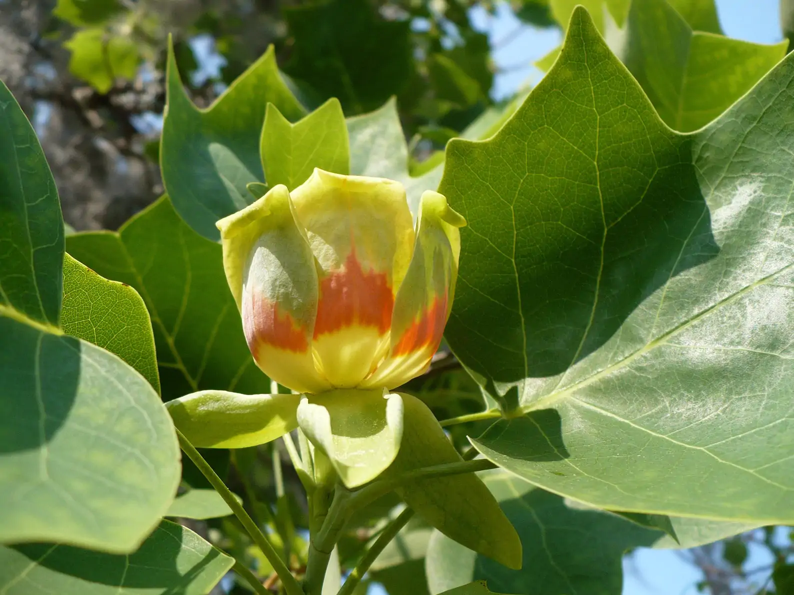 Liriodendron tulipifera - American Tulip Tree - Image 5
