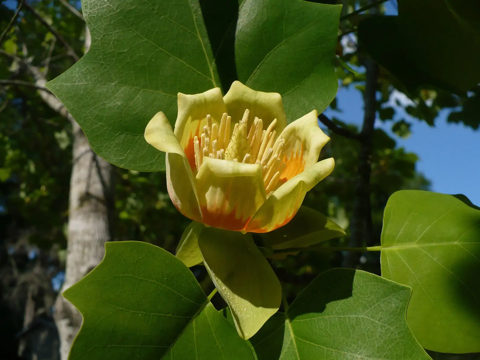 Liriodendron tulipifera - American Tulip Tree - Image 7