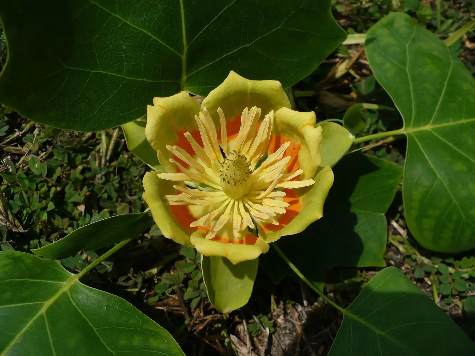 Liriodendron tulipifera - American Tulip Tree - Image 8