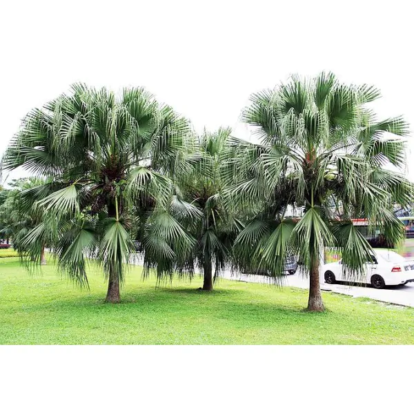 Livistona chinensis - Chinese fan palm, false latvia. - Image 2