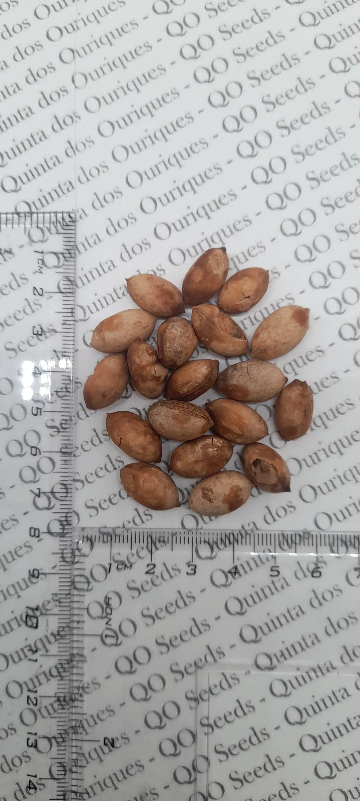 Livistona chinensis - Chinese fan palm, false latvia. - Image 6