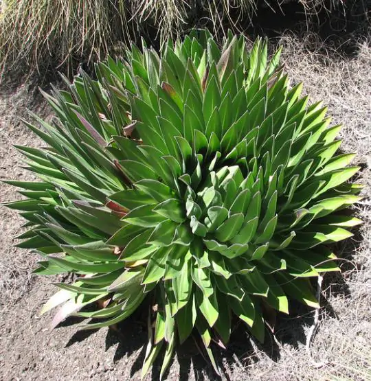 Lobelia telekii 'Mt. Kenya' - Giant Lobelia - Image 9