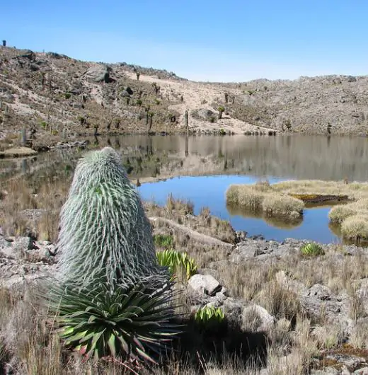 Lobelia telekii 'Mt. Kenya' - Giant Lobelia - Image 10