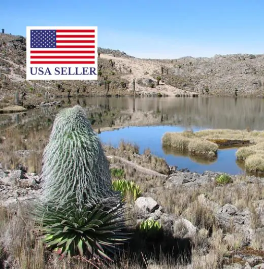 Lobelia telekii 'Mt. Kenya' - Giant Lobelia - Image 11