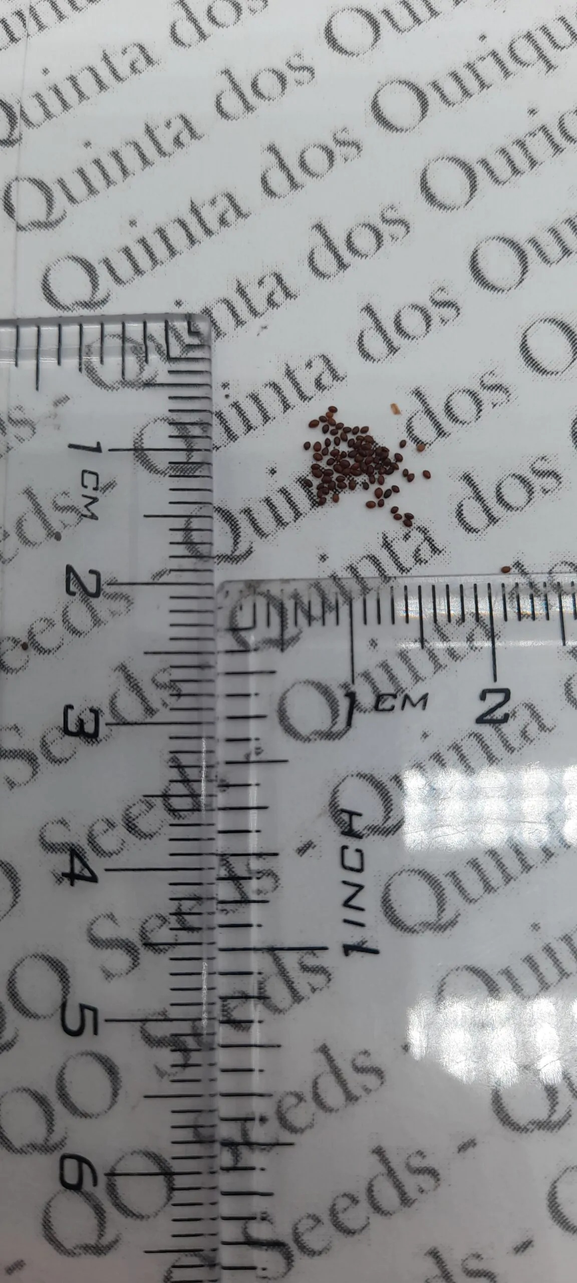 Lobelia telekii 'Mt. Kenya' - Giant Lobelia - Image 12