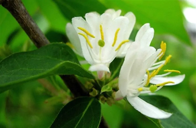 Lonicera fragrantissima - Winter-Flowering Honeysuckle, Fragrant Shrub - Image 4