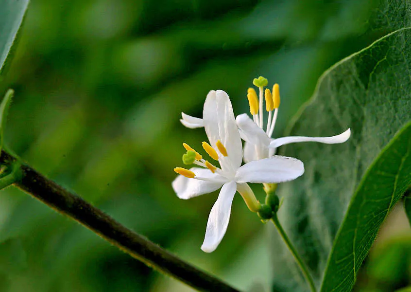 Lonicera fragrantissima - Winter-Flowering Honeysuckle, Fragrant Shrub - Image 5