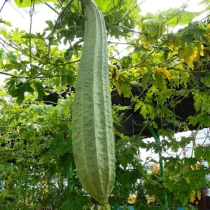 Luffa acutangula - Loofah, Sponge Gourd