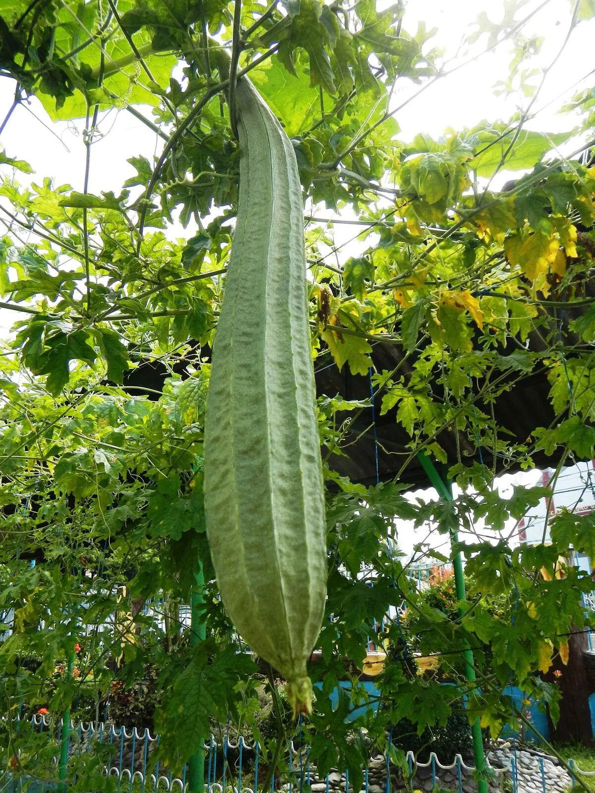 Luffa acutangula - Loofah, Sponge Gourd