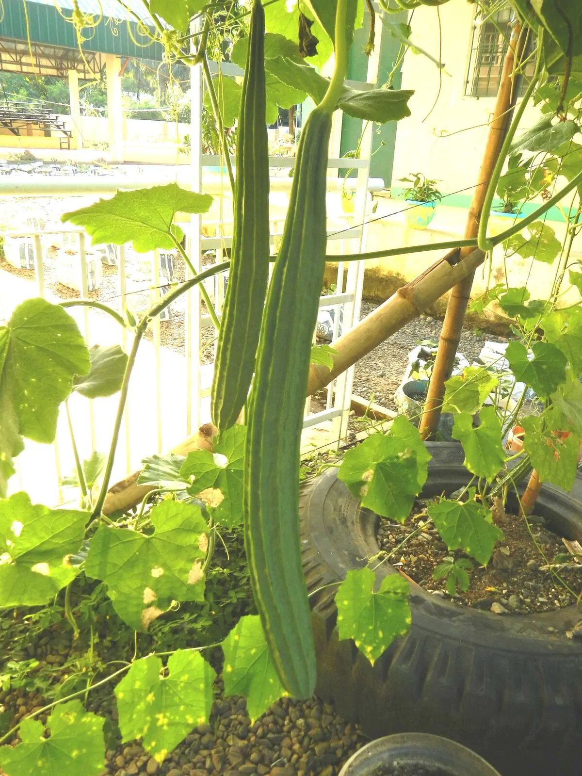 Luffa acutangula - Loofah, Sponge Gourd - Image 4