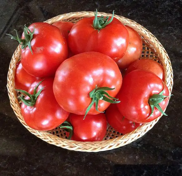 Solanum lycopersicum / Lycopersicon esculentum - Rose Bern, Rose Bern Tomato - Image 2