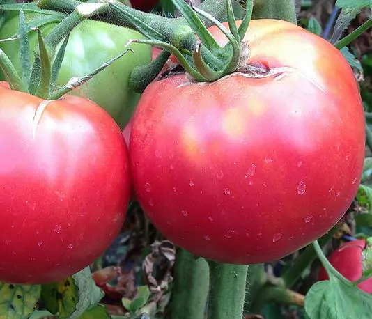 Solanum lycopersicum / Lycopersicon esculentum - Rose Bern, Rose Bern Tomato - Image 4