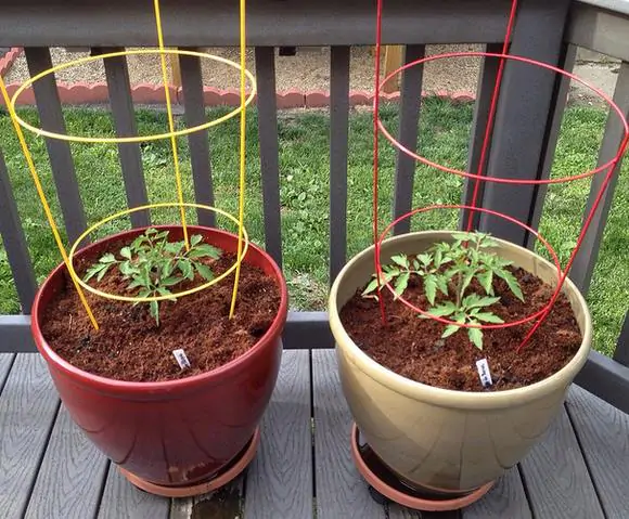 Solanum lycopersicum / Lycopersicon esculentum - Rose Bern, Rose Bern Tomato - Image 5