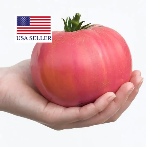 Solanum lycopersicum / Lycopersicon esculentum - Rose Bern, Rose Bern Tomato - Image 11