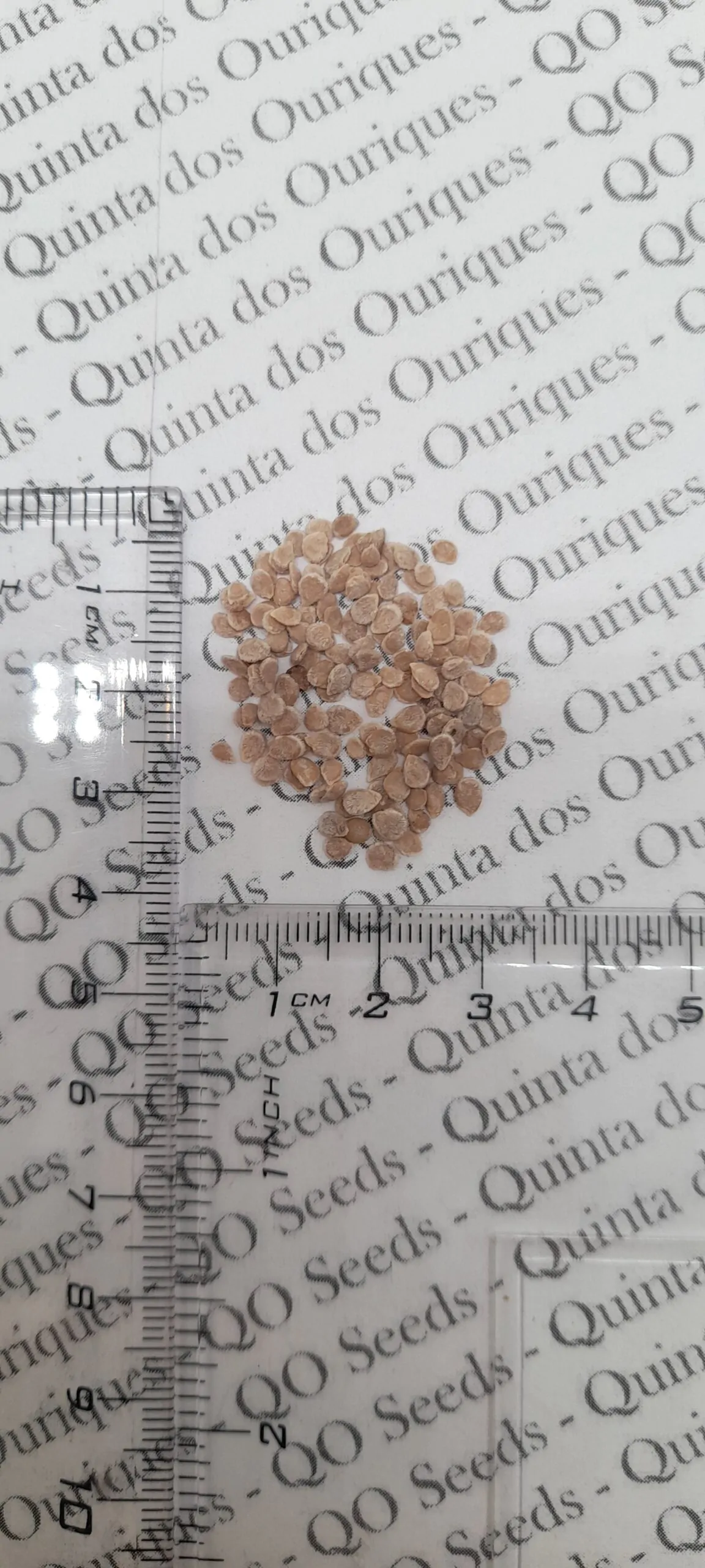 Solanum lycopersicum / Lycopersicon esculentum - Rose Bern, Rose Bern Tomato - Image 12