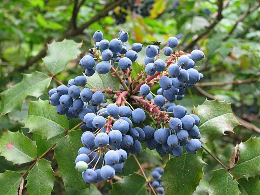 Mahonia aquifolium - Oregon grape
