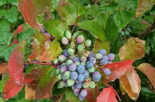 Mahonia aquifolium - Oregon grape - Image 3