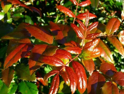 Mahonia aquifolium - Oregon grape - Image 7