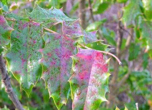Mahonia aquifolium - Oregon grape - Image 8
