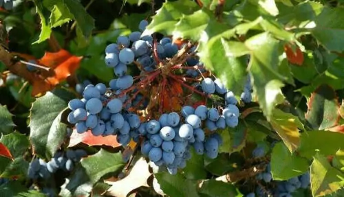 Mahonia aquifolium - Oregon grape - Image 9