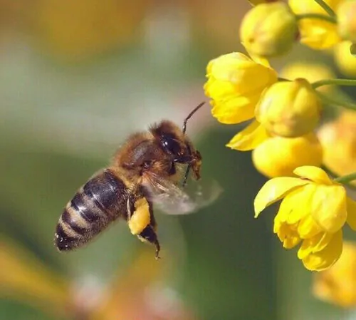 Mahonia aquifolium - Oregon grape - Image 10