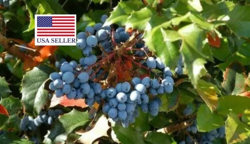 Mahonia aquifolium - Oregon grape - Image 11