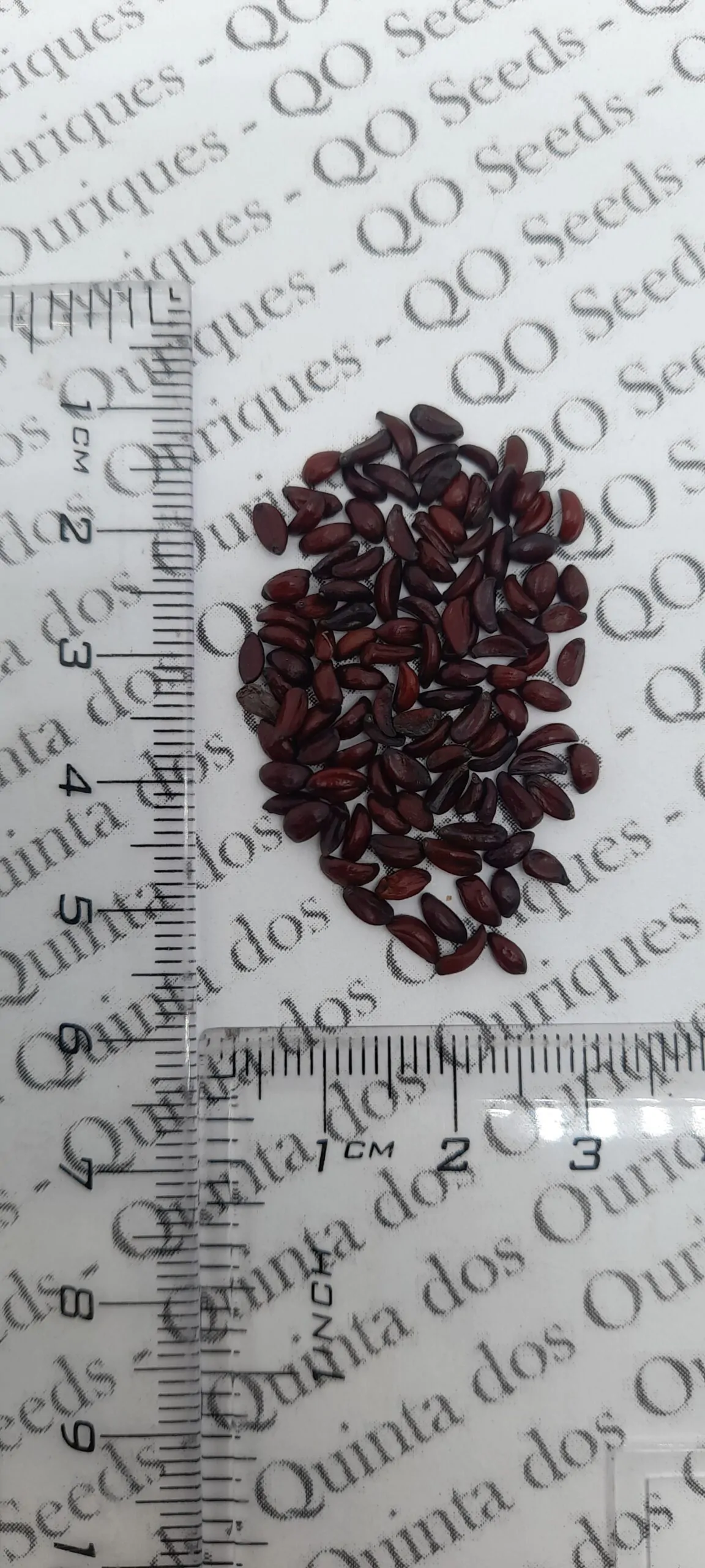 Mahonia aquifolium - Oregon grape - Image 12