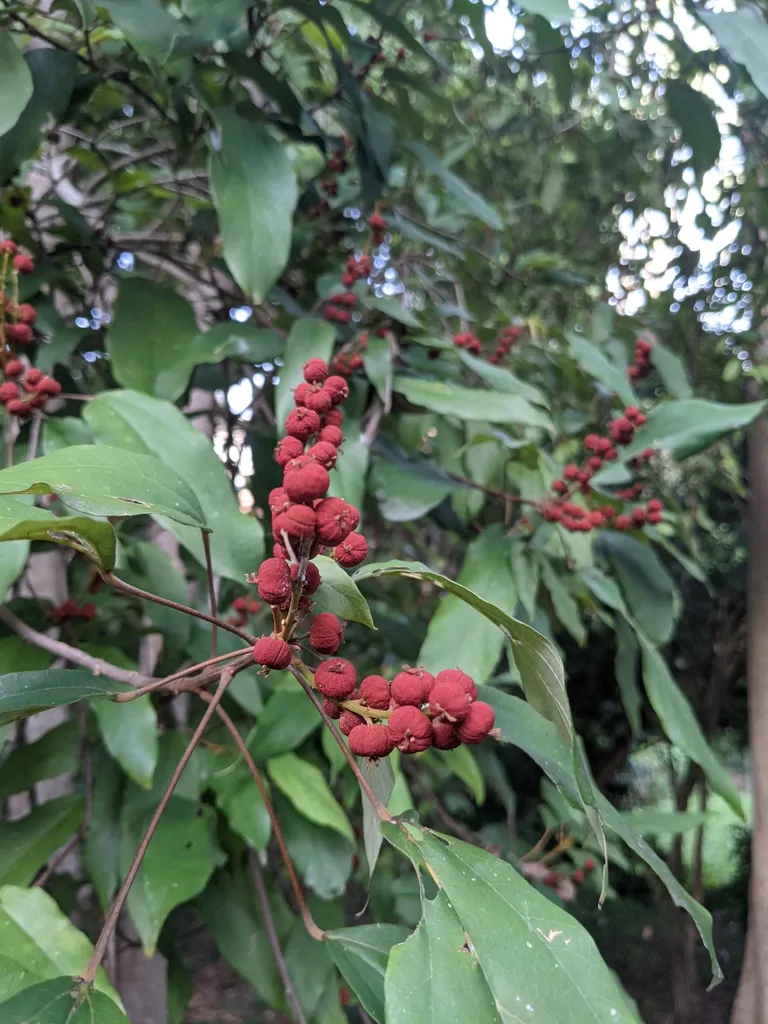 Mallotus philippensis / Croton philippense /Echinus philippensis / Rottlera tinctoria - Kamala Tree, Red Kamala, Kumkum Tree - Image 2