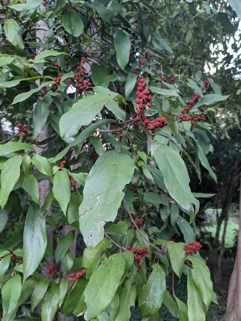 Mallotus philippensis / Croton philippense /Echinus philippensis / Rottlera tinctoria - Kamala Tree, Red Kamala, Kumkum Tree - Image 3