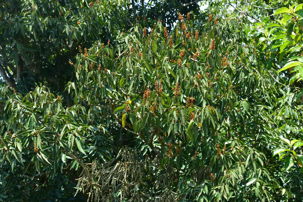 Mallotus philippensis / Croton philippense /Echinus philippensis / Rottlera tinctoria - Kamala Tree, Red Kamala, Kumkum Tree - Image 4