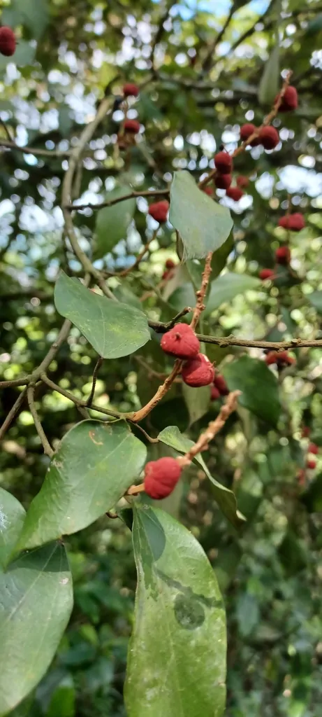 Mallotus philippensis / Croton philippense /Echinus philippensis / Rottlera tinctoria - Kamala Tree, Red Kamala, Kumkum Tree - Image 6