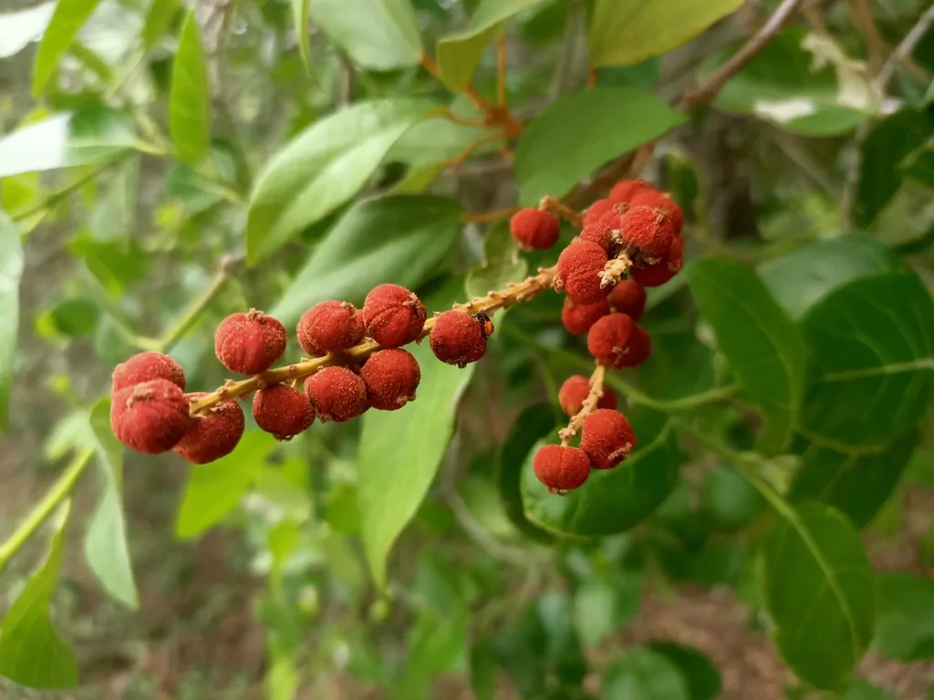 Mallotus philippensis / Croton philippense /Echinus philippensis / Rottlera tinctoria - Kamala Tree, Red Kamala, Kumkum Tree - Image 8