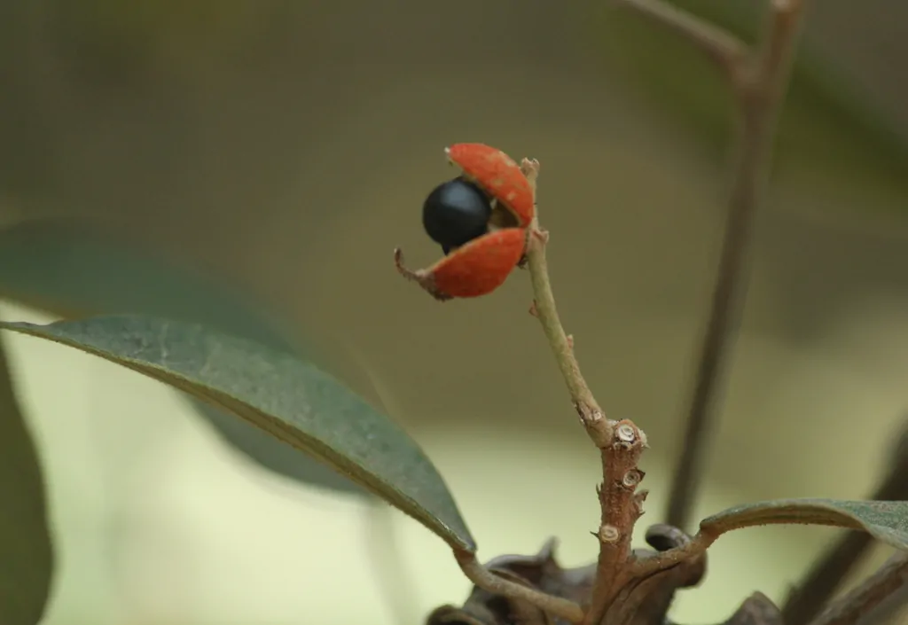 Mallotus philippensis / Croton philippense /Echinus philippensis / Rottlera tinctoria - Kamala Tree, Red Kamala, Kumkum Tree - Image 9