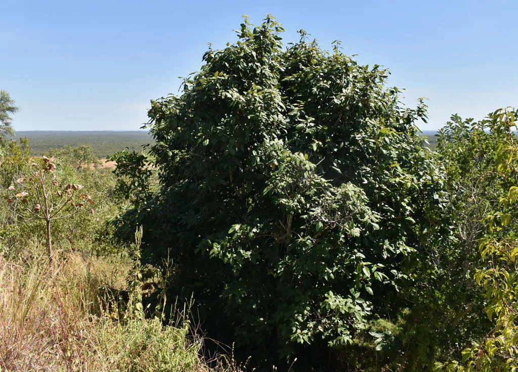 Mallotus philippensis / Croton philippense /Echinus philippensis / Rottlera tinctoria - Kamala Tree, Red Kamala, Kumkum Tree - Image 10