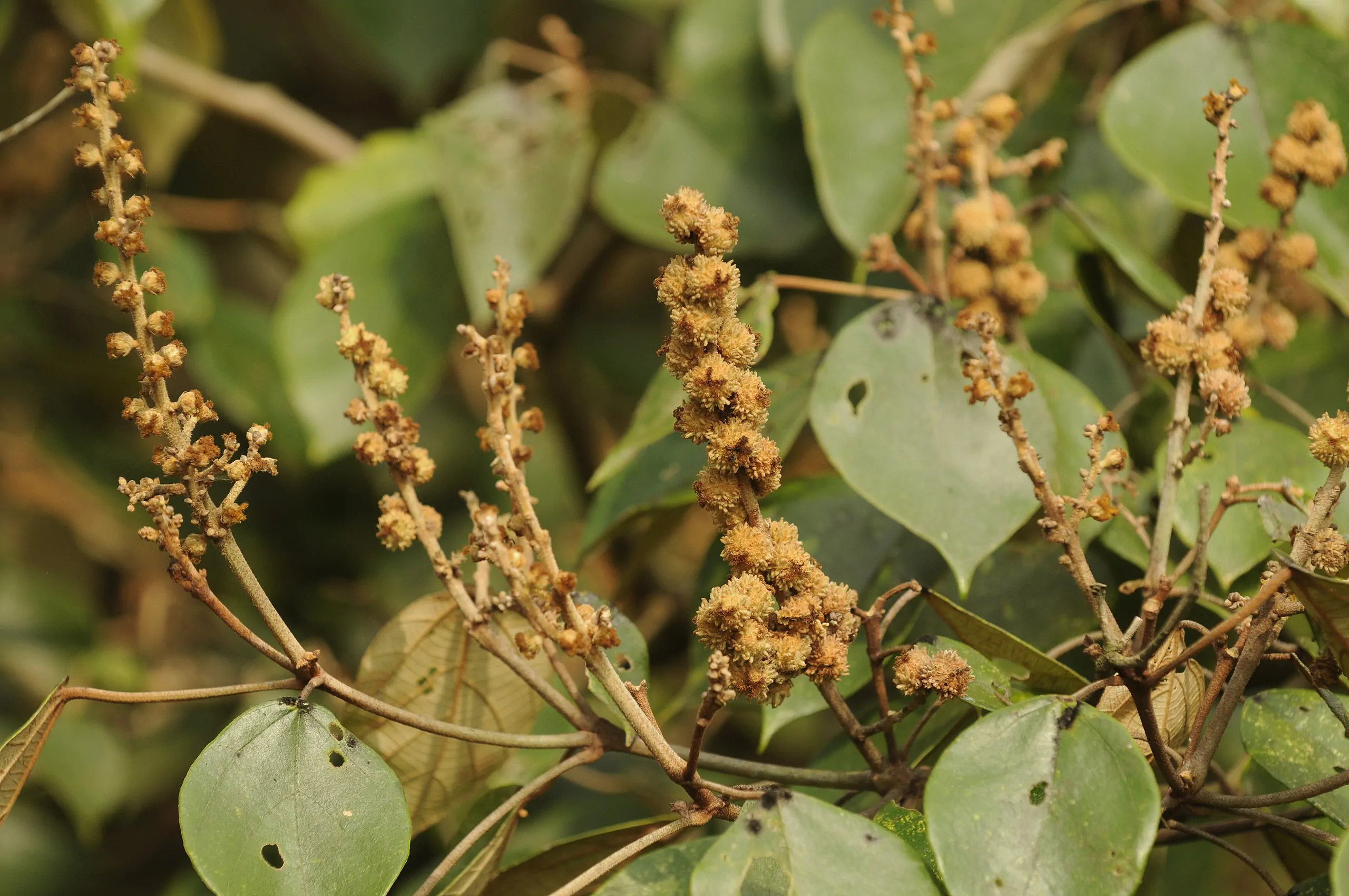 Mallotus tetracoccus / Rottlera ferruginea - Rusty Kamala
