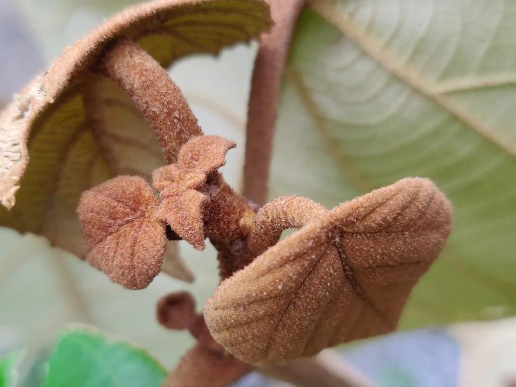 Mallotus tetracoccus / Rottlera ferruginea - Rusty Kamala - Image 2