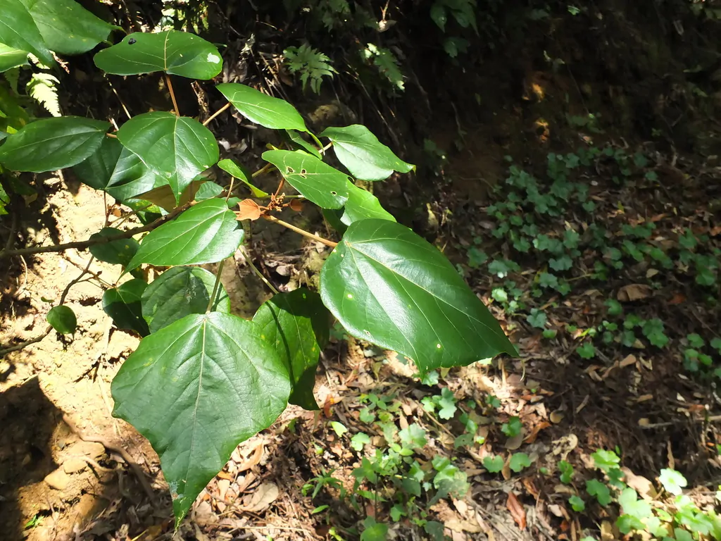 Mallotus tetracoccus / Rottlera ferruginea - Rusty Kamala - Image 4
