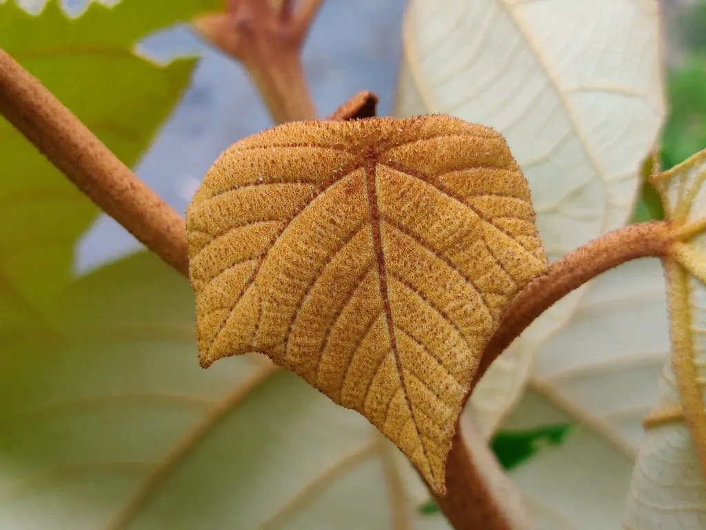 Mallotus tetracoccus / Rottlera ferruginea - Rusty Kamala - Image 6