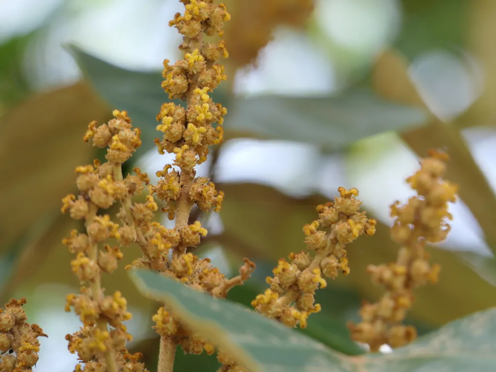 Mallotus tetracoccus / Rottlera ferruginea - Rusty Kamala - Image 7