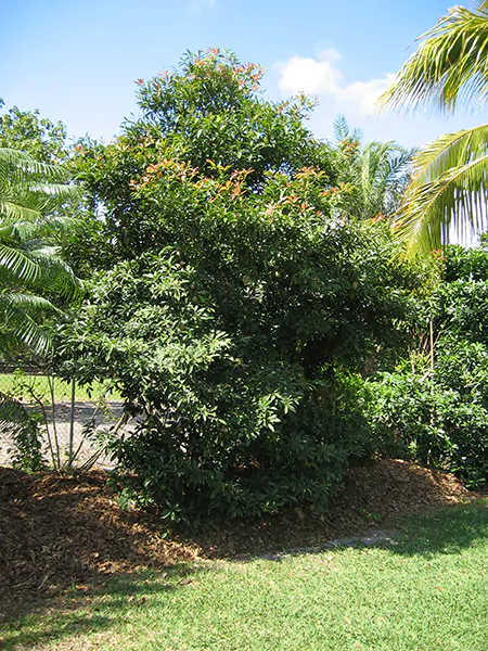 Manilkara zapota - Sapodilla Tree, Chico Fruit, Chiku, Sapote, Chicozapote, Chicle, Naseberry, Nispero, Soapapple - Image 2