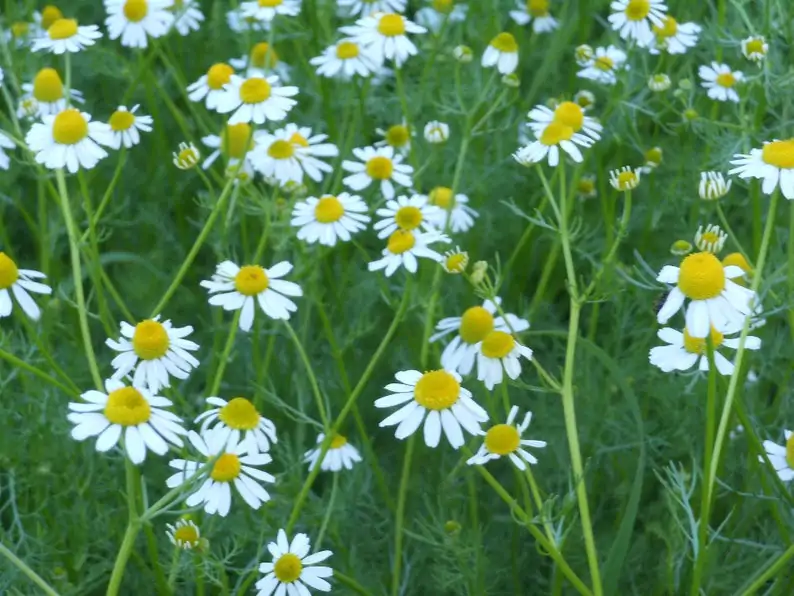 Matricaria recutita - German Chamomile - Image 2