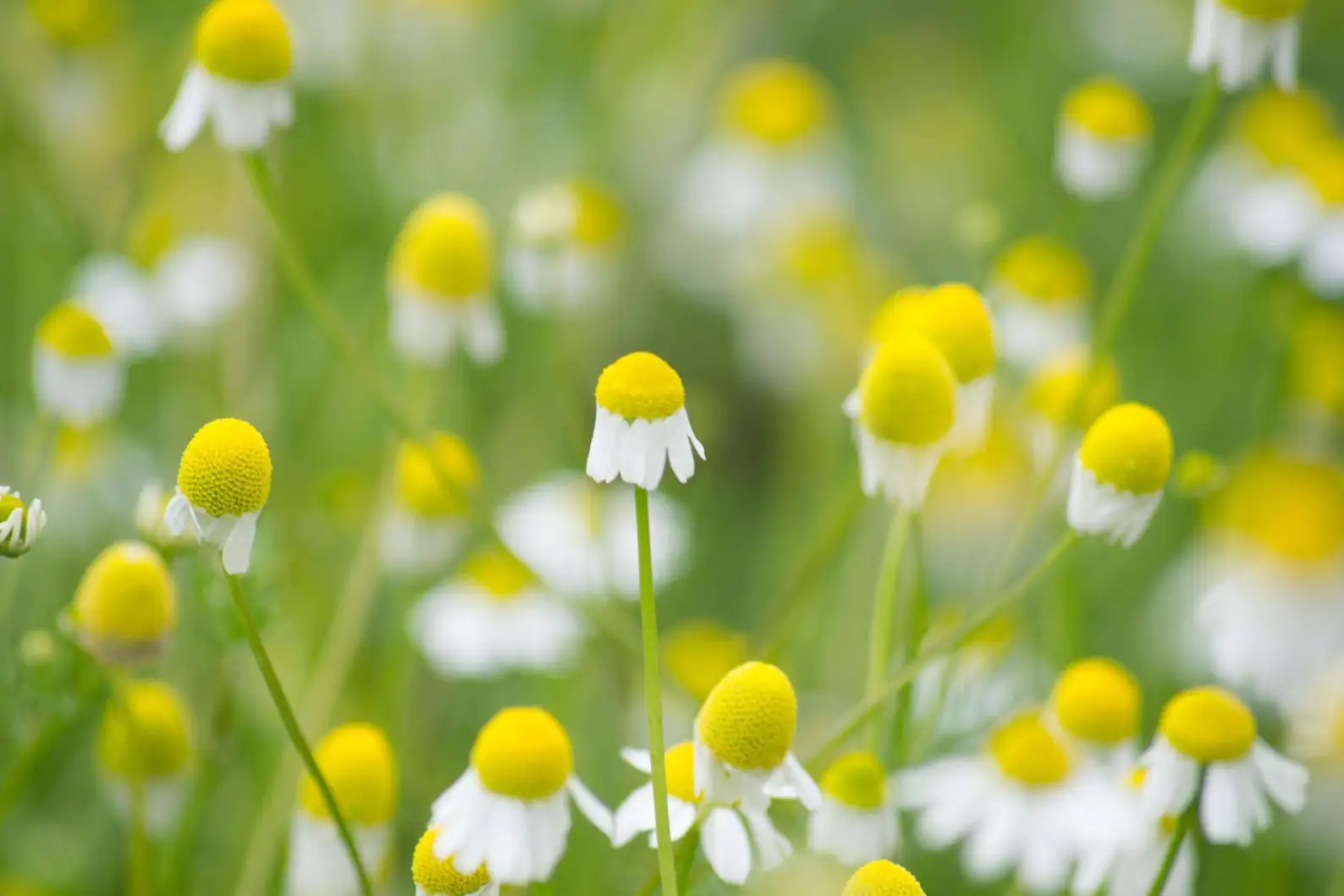 Matricaria recutita - German Chamomile - Image 3